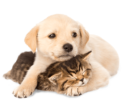 Clínica Veterinária Cães e Cia